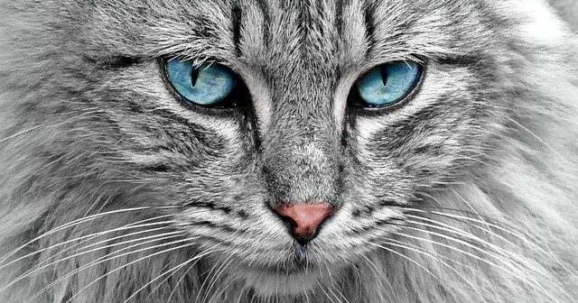 microchip gatti