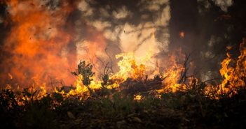 incendio zoo krefeld